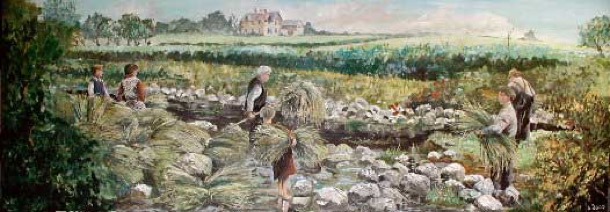 Flax farming Belfast