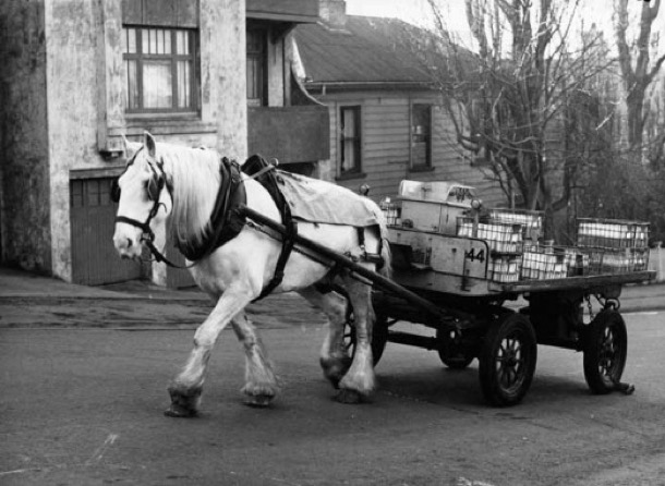 Milko-and-Horse