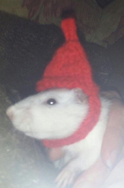 Rat gnome