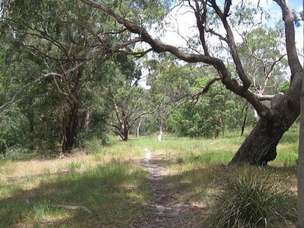 Wattle Park